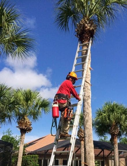 An employee climbing a palm tree using a ladder in preparation to prune it.