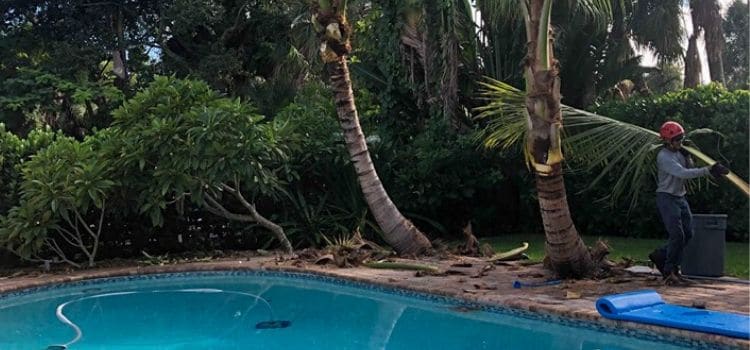 A Leo Garden Care employee hauling away fallen branches after trimming palm trees surrounding a pool.