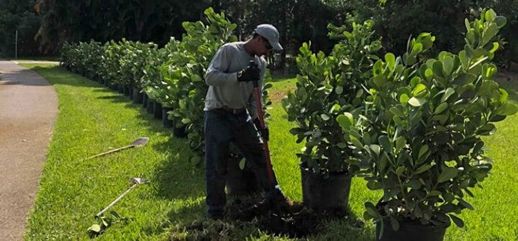 A Leo's Garden Care employee hand planting a line of shrubs along a driveway.