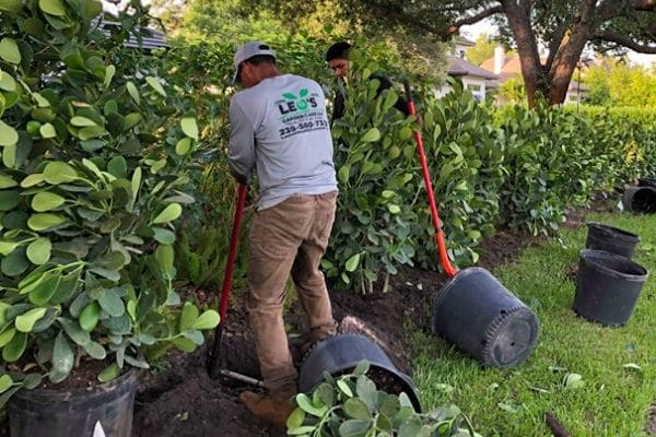 A Leo Garden Care employee preparing to plant new shrubs.