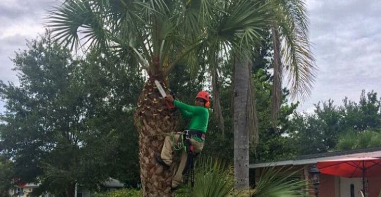 A Leo Garden Care employee pruning a palm tree while suspended uses safety equipment.