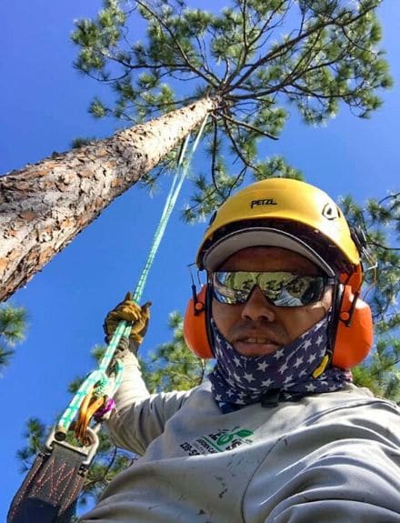 The owner of Leo Garden Care suspended from the top of a tree as he prunes branches.