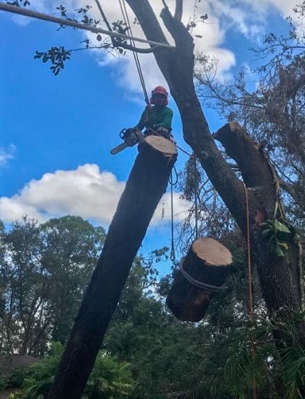 A Leo Garden Care employee suspended by harness, using a chainsaw to remove unwanted branches.