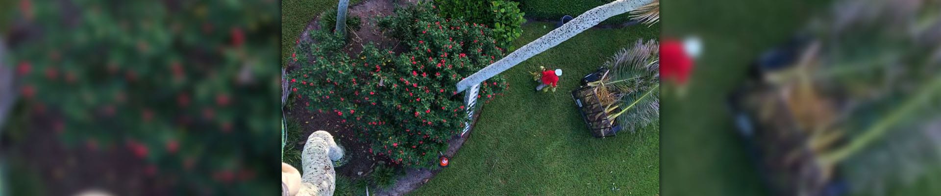 A overhead view of a Leo Garden Care employee walking across a lawn during a visit.