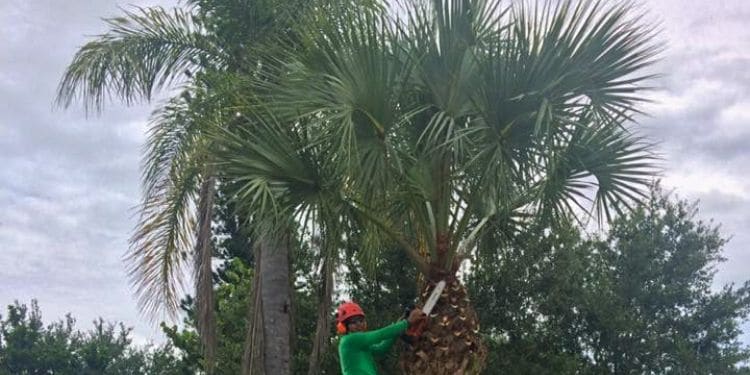 A Leo Garden Care employee pruning a palm tree.