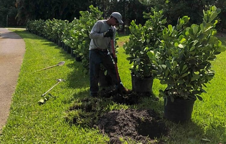 An employee of Leo Garden Care planting a line of bushes along a drive way.