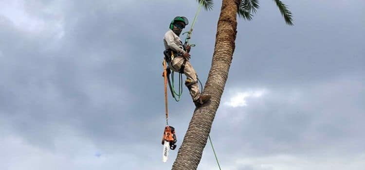 A Leo Garden Care employee in the process of climbing a very tall palm tree using specialized equipment.