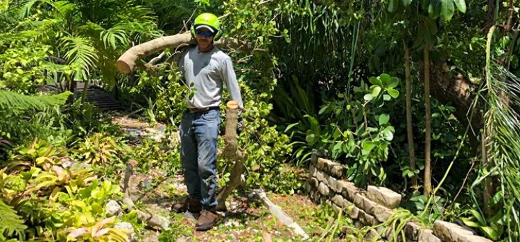 An employee of Leo Garden Care cleaning up debris and branches after a tree trimming.