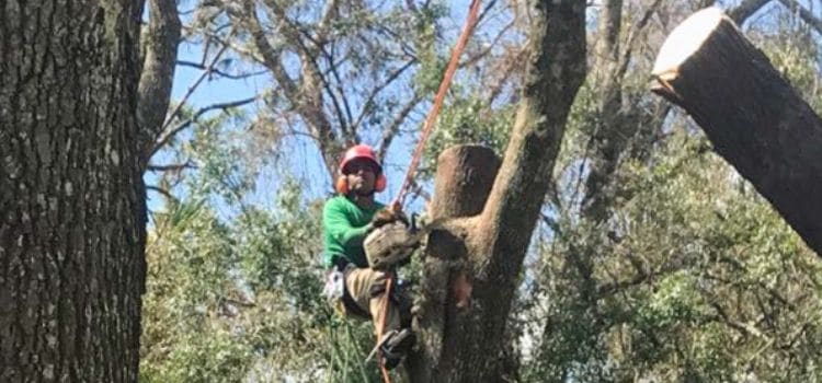 A Leo Garden Care employee in the process of removing a large tree.