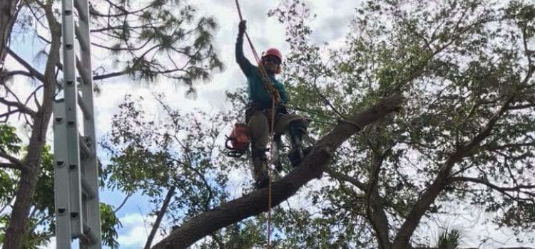 A employee of Leo's Garden Care suspended in a tree using pulleys and a harness to reach higher branches.