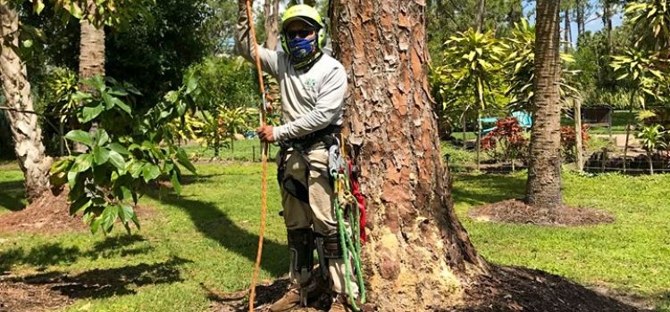 An employee hooked into safety gear getting ready to climb a large tree to trim the top branches.