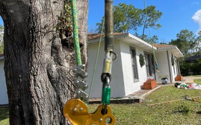 Bonita Springs Tree Care