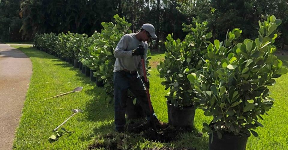 Landscape Maintenance Service