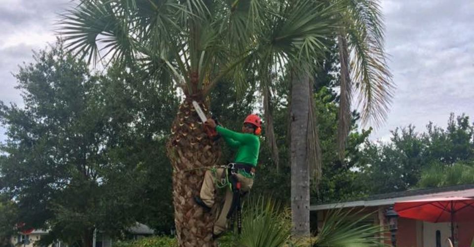 Tree Pruning Service Near Me