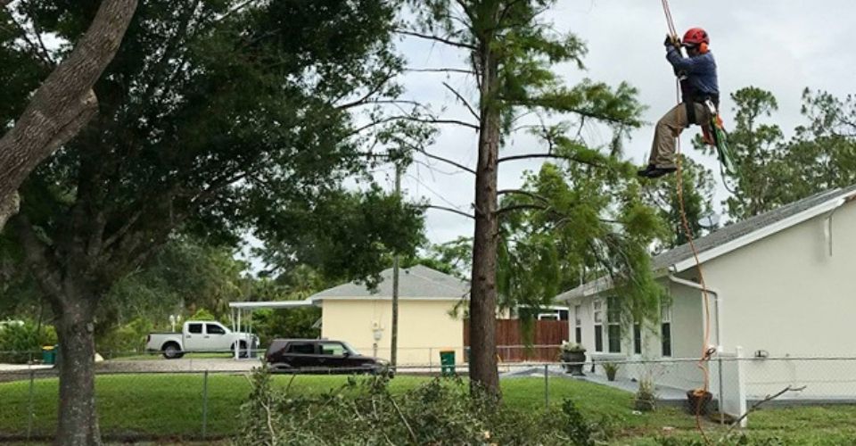 Tree Trimming Near Me