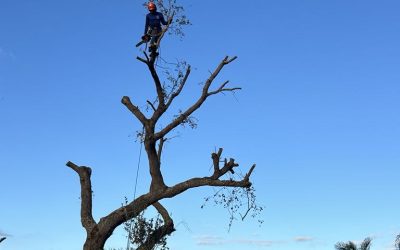 Hurricane Preparedness: Essential Tree Removal for Naples Homeowners