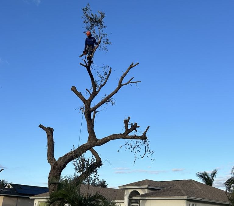 Hurricane Preparedness: Essential Tree Removal for Naples Homeowners