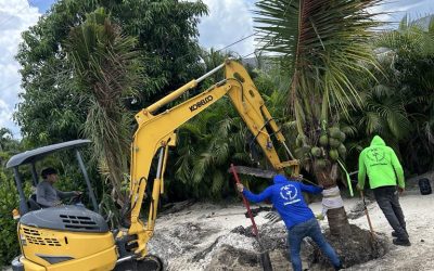 The Complete Guide to Strategic Tree Planting in Southwest Florida