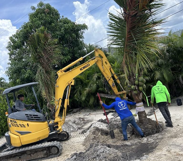 The Complete Guide to Strategic Tree Planting in Southwest Florida